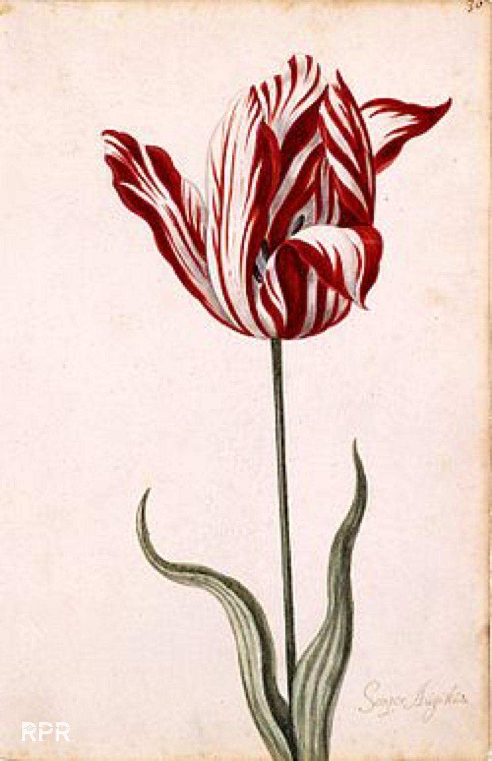 RPR_250px-Semper_Augustus_Tulip_17th_century